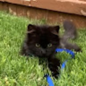 Meet your Posher, Lee adrian